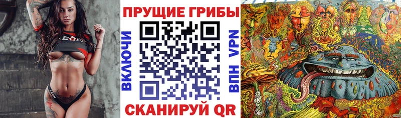 Купить где  Спас-Деменск  Псилоцибиновые грибы Psilocybine cubensis 